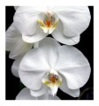 Yodeyma perfumy Aroma