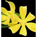 Yodeyma perfumy Rinascere