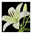 Yodeyma perfumy Serenity