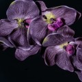 Nuta: Czarna orchidea